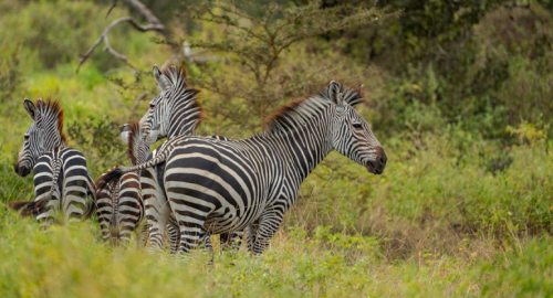 La Grande Fuga della Zebra del Tennessee: Un Evento Virale con Profonde Implicazioni